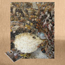 Recherche de algues puzzles Bord de mer