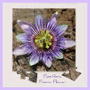 Search for passion flower puzzles Exotic
