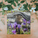 Recherche de écureuil sauvage Photographie de la nature