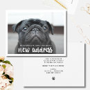 Search for new pet invitations Dog lover