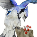 Search for blue jay canvas prints Animals