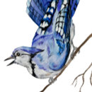 Search for jay bird postcards Animals