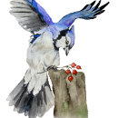 Search for blue jay ornaments Watercolor