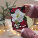 Recherche de amaryllis vœux cartes Botanique