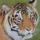 Recherche de tiger puzzles Wild animals