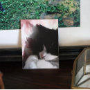 Recherche de nez art Chat