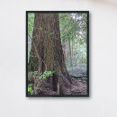 Recherche de arbre géant posters Arbres