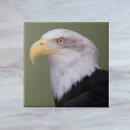 Recherche de aigle carreaux Rapace