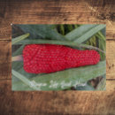 Search for red lily Lilies