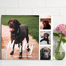 Search for christmas pet portraits Keepsake