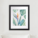 Search for bird of paradise art posters Botanical
