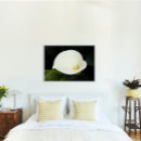 Recherche de calla lily posters Fleur blanche