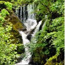 Search for waterfall tissue paper Trees