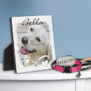Search for dates pet supplies Photo collage