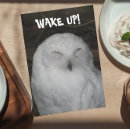 Search for white owl Funny