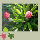 Recherche de bromeliad Plante tropical