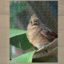 Search for fledgling Cute