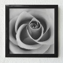 Search for black and white rose photography posters Roses