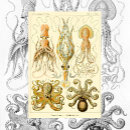 Search for squids posters Marine life