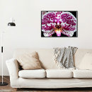 Recherche de orchidee posters Plante tropical