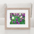 Recherche de tulipe blanche posters Botanique