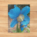 Search for himalayan blue poppy Floral