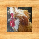 Recherche de volaille carreaux Poulailler