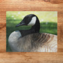 Recherche de faune puzzles Animaux