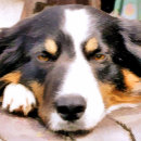 Search for border collie painting posters Black and white