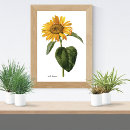 Search for sunflower posters Botany