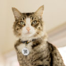 Search for qr code pet tags If lost