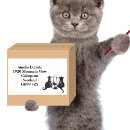 Search for black and white kitten stickers Cats