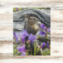 Search for squirrel puzzles Wildlife