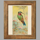 Recherche de colibri posters Vintage