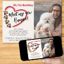 Search for cat adoption invitations New pet