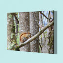 Recherche de écureuil rouge Nature