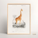 Recherche de vintage animal illustration posters Girafe