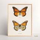 Recherche de entomologie posters Vintage