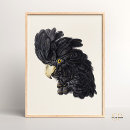 Search for cockatoo posters Aert schouman