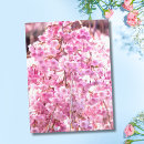 Search for willow tree Botanical