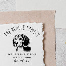 Recherche de beagle Maman beagle