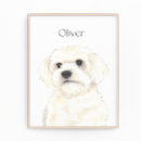 Recherche de bichon de art Havanais