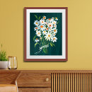 Search for daisy posters Flower