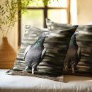 Recherche de pigeons coussins Oiseaux