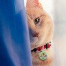 Recherche de attitude animaux articles Pour tous