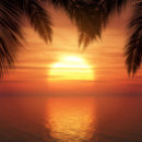 Search for palm trees beach towels Red