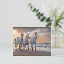 Search for horse sunset postcards Ocean
