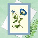 Search for convolvulus Blue