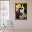 Search for mandrill posters Nature