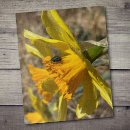 Search for daffodil puzzles Nature photography